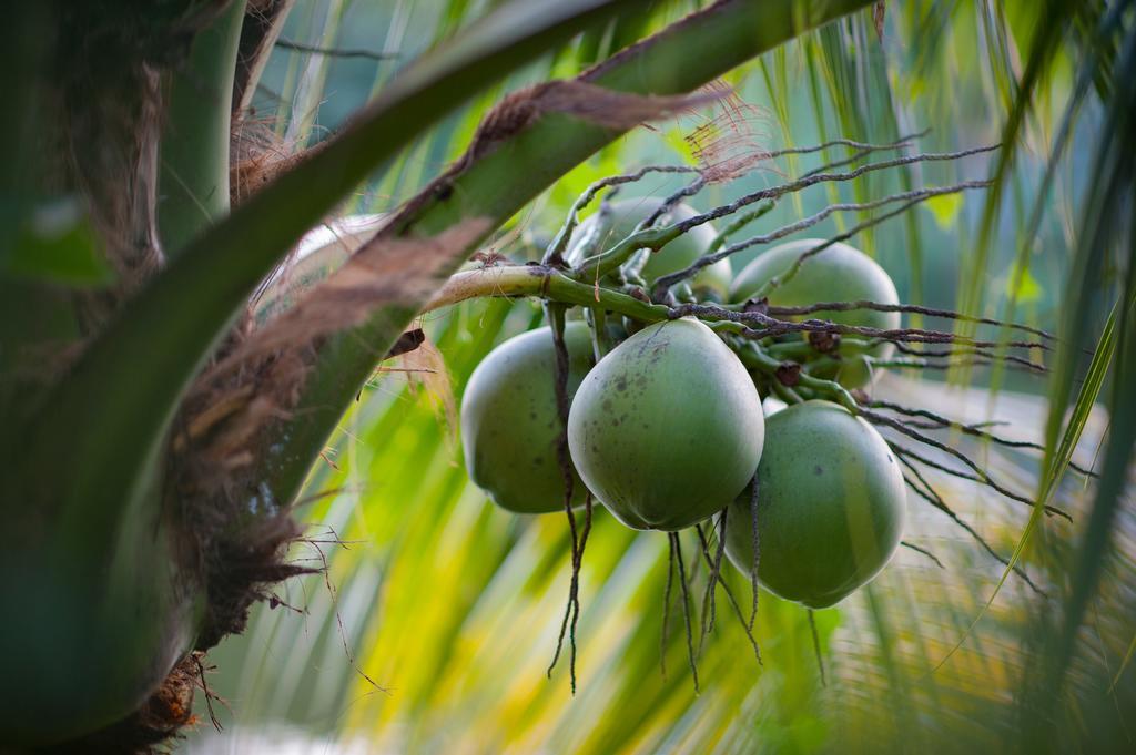 Hoi An Luna Villa Eksteriør bilde
